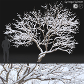 Syringa Vulgaris  Winter tree