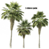 3 Chinese palm