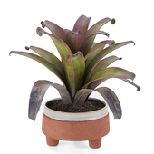 Halston wide TERRACOTTA POT and plant