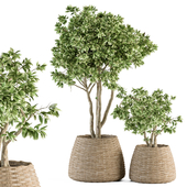 indoor Plant Set 333 - Tree and Plant Set in Mat pot