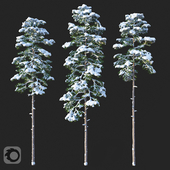 Pine. Set 02. Snow version