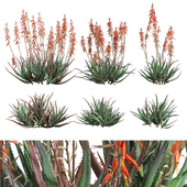 Aloes Blue Elf