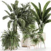 Collection of plants in a white basket with palm and fern, bamboo and fan palm, strelitzia. Set 1086.