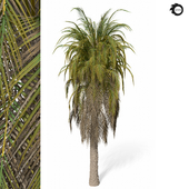 palm tree-s01