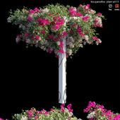 Bougainvillea plant set 15