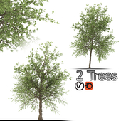 Taiwan beech Tree (2 Trees and 2 sizes)