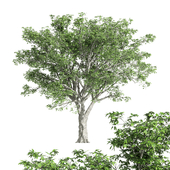 American elm tree