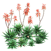 Aloe Brevifolia - Short Leaf Aloe