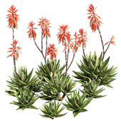 Aloe Brevifolia - Short Leaf Aloe 03
