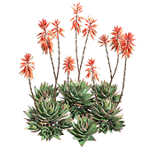 Aloe Brevifolia - Short Leaf Aloe 04