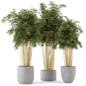 Indoor Plants Bamboo Set  in rusty Concrete Pots - Set 425