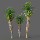 Yucca. Set 02