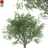 Olive tree (corona and vray)