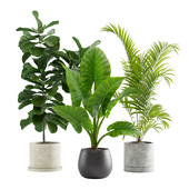 Indoor Plants Pack 10