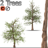 Set of Dawn redwood trees (2 trees and 2 sizes)