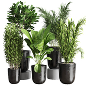 collection Indoor outdoor plant 173 concrete dirt vase pot tree bush plam ficus lyrata