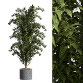 Ficus benjamina for interior