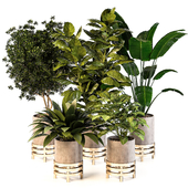 indoor plant set02