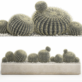 Desert plants in a vase of cacti, echinocactus, hedgehog, barrel cactus. 1104.