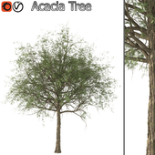 Acacia Tree (Vray and corona)