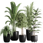 indoor plant set 10