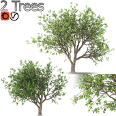 Loquat Tree (2 Trees and 2 sizes)