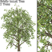 Bristly locust Tree (corona)
