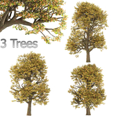 3 autumnal chestnut trees (3 Trees)