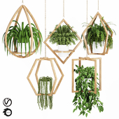 Hanging Plant Collection002