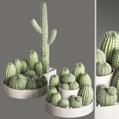 Set of Cactuses and indoor plant set 40