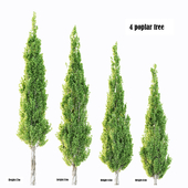 4 poplar trees
