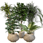 Indoor Plant Set 05