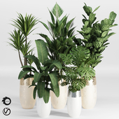 Indoor Plant Collection 007