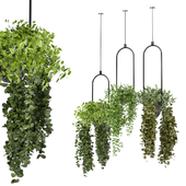 indoor hanging plants _set 222