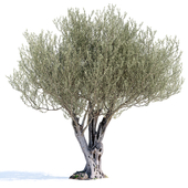 Оливковое дерево 7 (Olive tree 7)