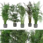 Collection plant vol 307 - indoor- palm - leaf