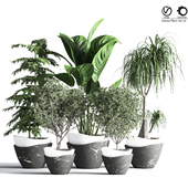 Indoor_Plant_Set_23