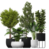 Modern collection indoor plants 007
