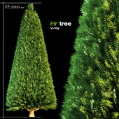 Fir tree 001