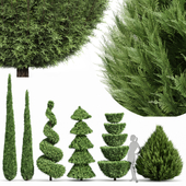 Beloved Italian Cypress and Italian Pencil Cypress and Juniperus chinensis Spartan Taylor-6 trees