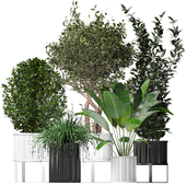 Modern collection indoor plants 009