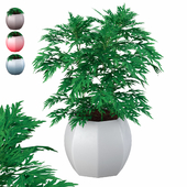 Wormwood (artemisia) - potted plant