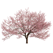 2 Spring Cerasus Tree Pink Tree