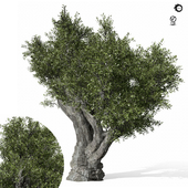 olive Tree 440
