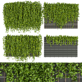 Collection plant vol 316 - Fitowall - Leaf - Ivy