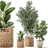 A collection of plants with a wicker rattan basket with bamboo bush, pot, flowerpot, Ficus Lirata, elastic. 1112.