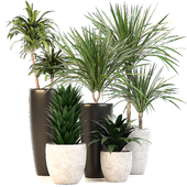 indoor plant set 10 - Dracaena