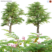Averrhoa carambola - Starfruit tree 02