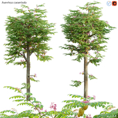 Averrhoa carambola - Starfruit tree 05