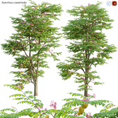 Averrhoa carambola - Starfruit tree 06